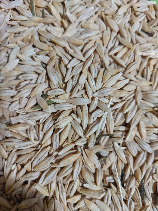 Ячмень , Арпа. Сатылады