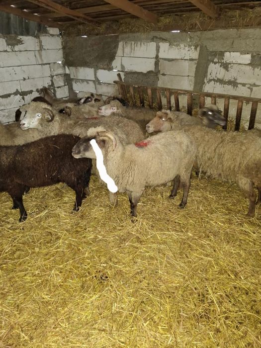 Schimb sau vand 2 oi gestante