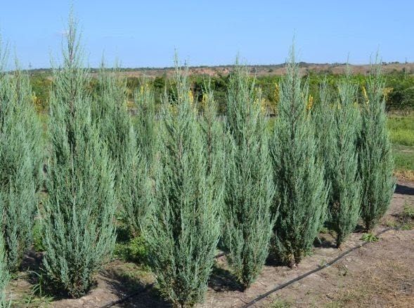 Аризониский кепарис