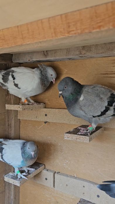 Голуби такла молодняк