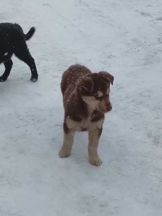 Собачки в добрые руки