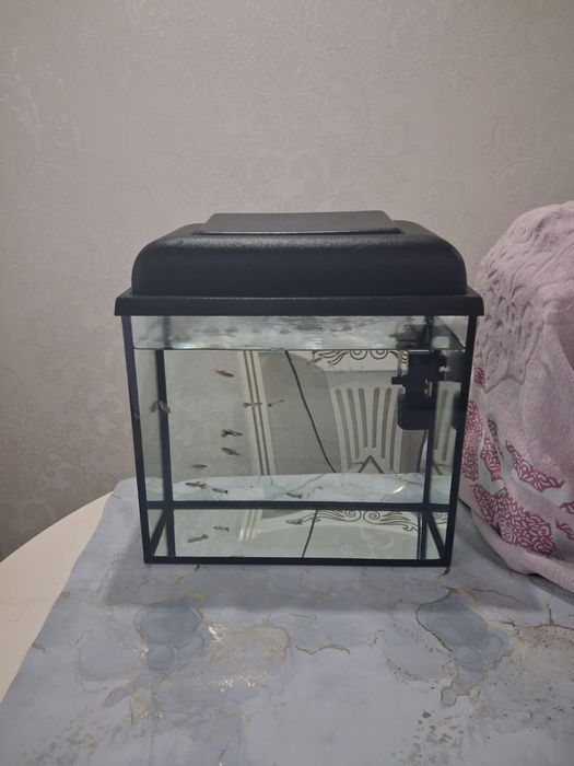 Аквариум рыбами