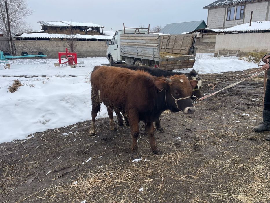 бычоктар сатылады