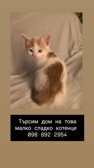 Котенце на около два месеца