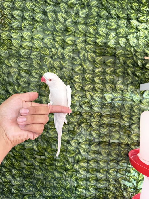 Ручной гаварящый попугай ожрелла