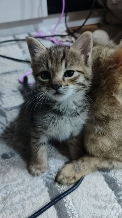 Отдадим бесплатно в хорошие руки Котенок умничка ходит на песочек. Лас