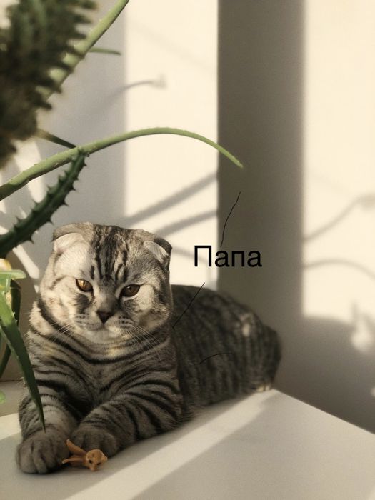 Продам хорошеньких котят