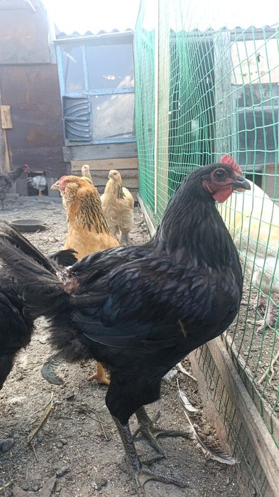 Продам петушков молодок