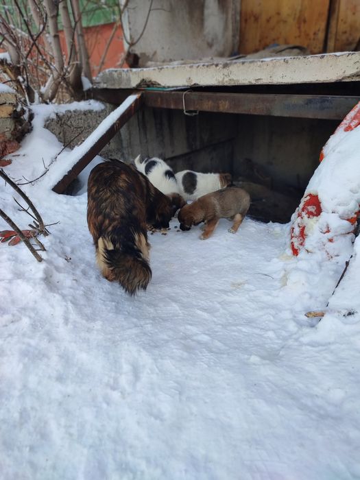 Щенки в добрые руки, бесплатно