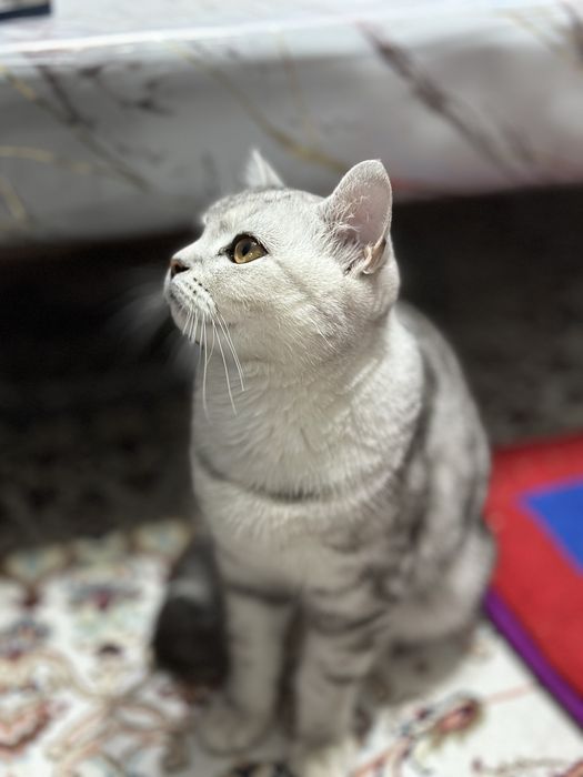 Шотланд мысық сатылады.