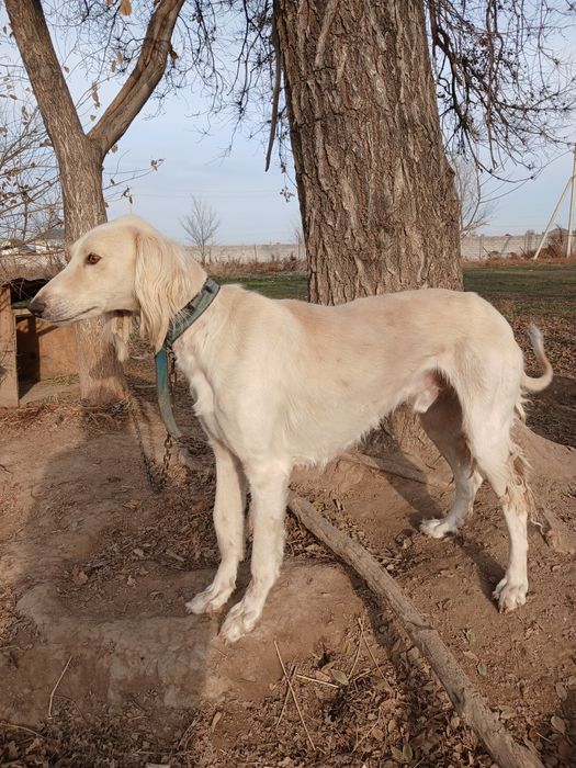 Тазы  гарантия 100%