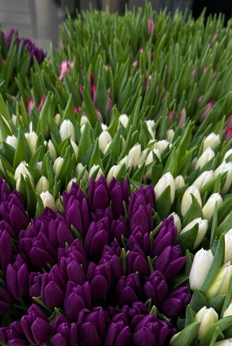 Тюльпаны оптом на 8 марта