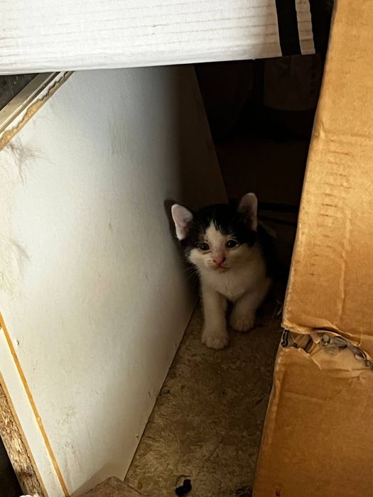 Котенки в добрые руки