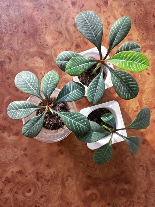 Молочай беложильчатый