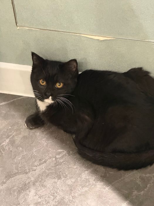 Кот, ~6 месяцев.