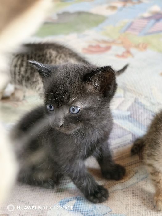 Отдам даром котят