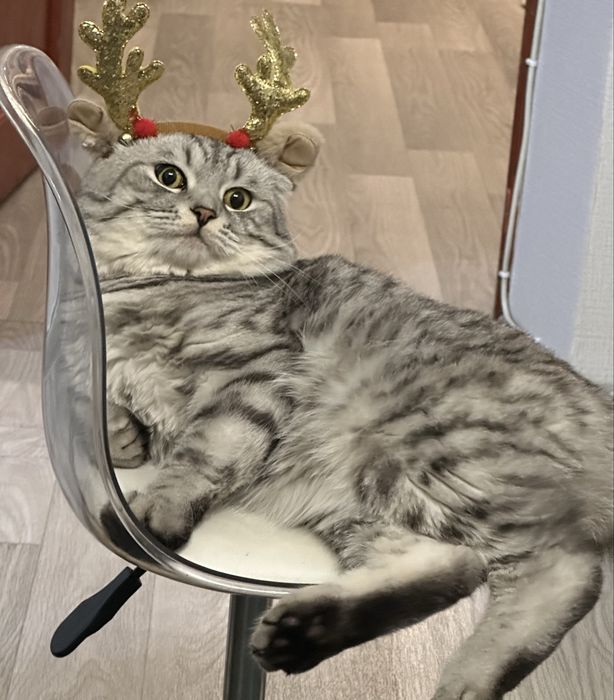 Вязка. Шотландский вислоухий красавец