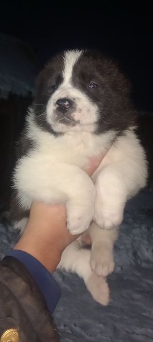 Тобет кушик еркек.