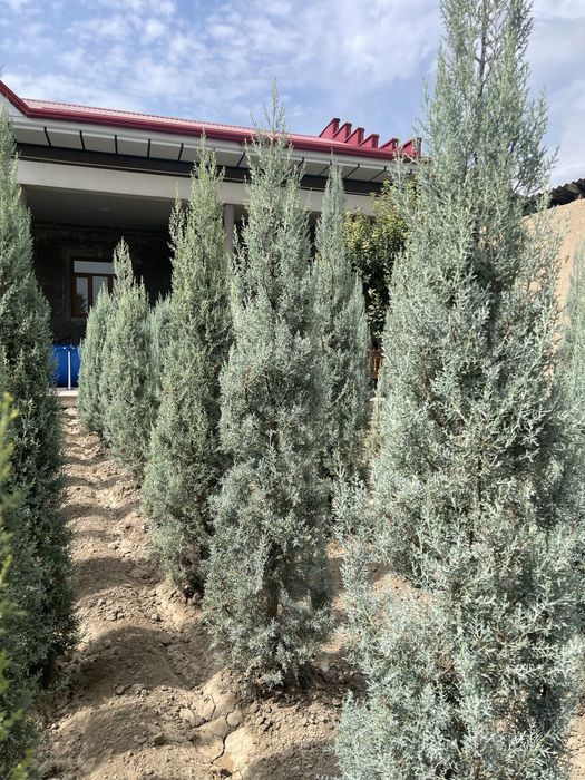 Aksiya Arizoniski kiparis sotiladi boyi 2m 100$, 2.5m 140$,3m 190$