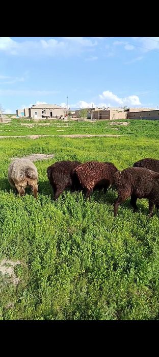 Toʻxli qoʻzilar sotiladi