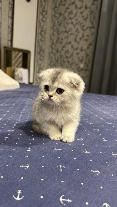 Scottish Fold Serebristaya Shinshilla