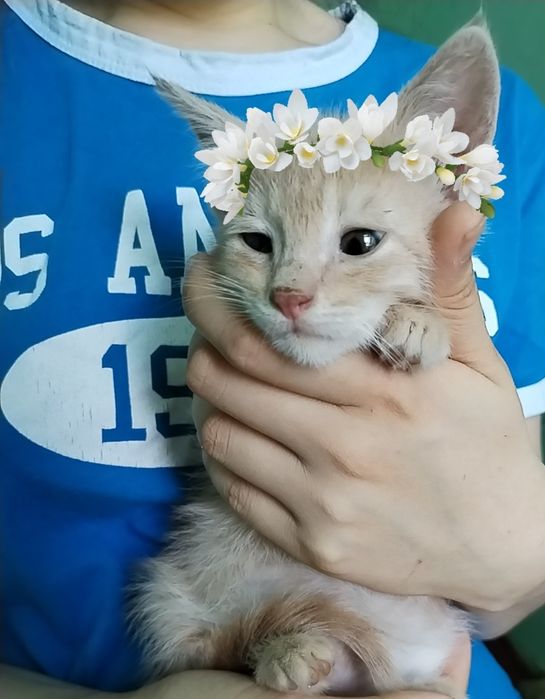 Пристраиваются котята в добрые и ответственные руки.