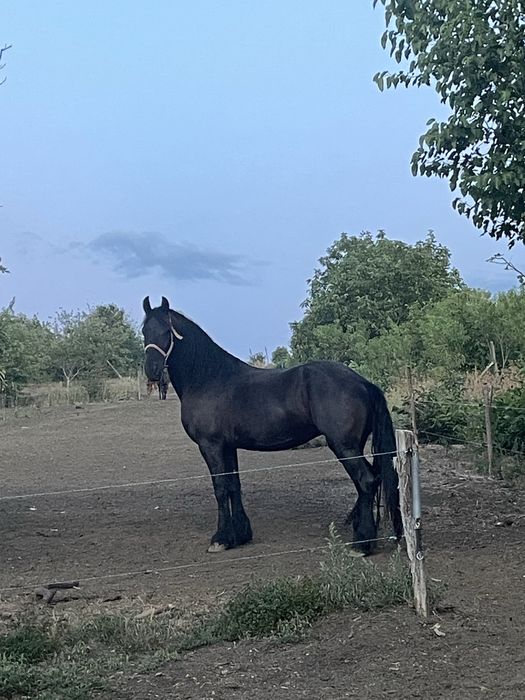 Iapa friziana  gestanta si manz