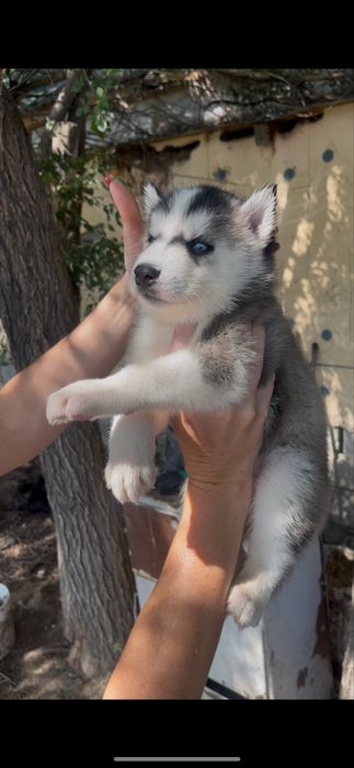 Красавица хаски  полтора месяца