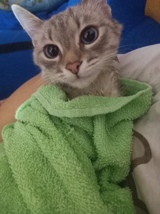 красивая взрослая кошка МЫСЫҚ