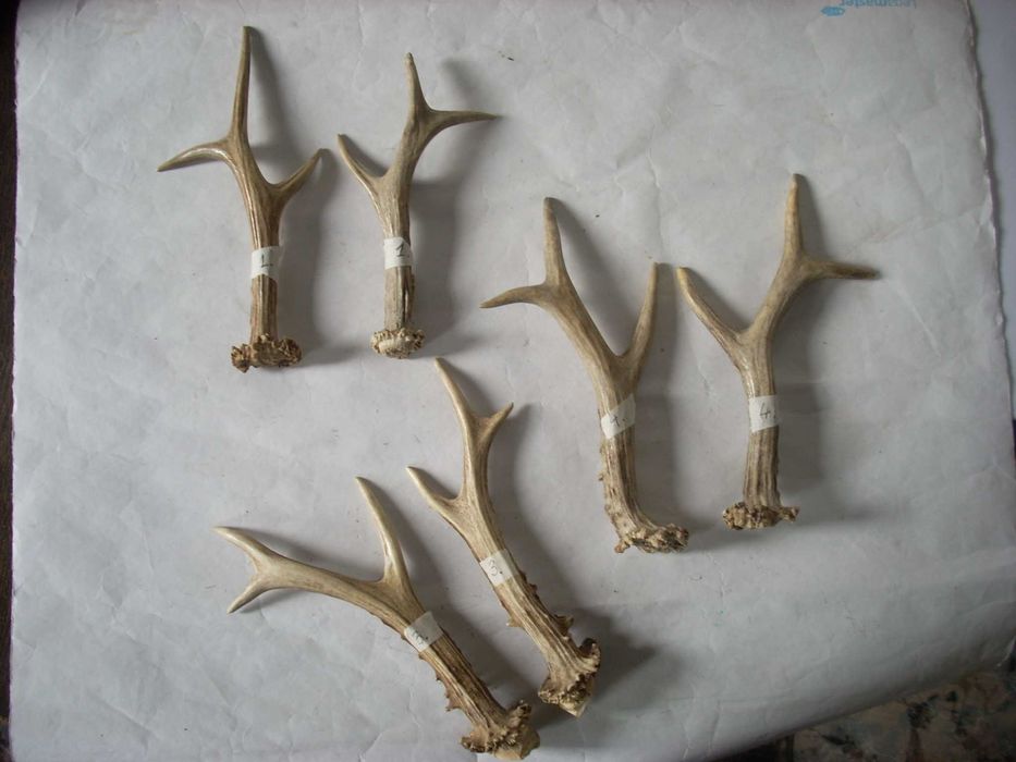 Coarne de Caprioara - Caprior