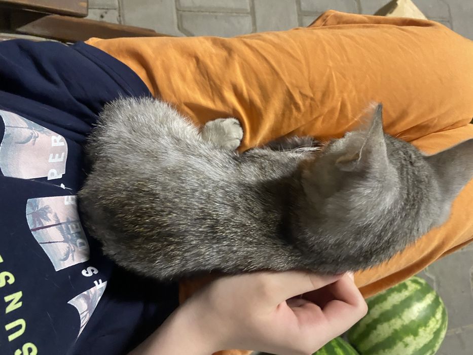 котеночек 3 месяца