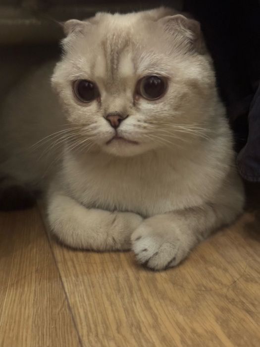 Отдадим кошку в добрые руки