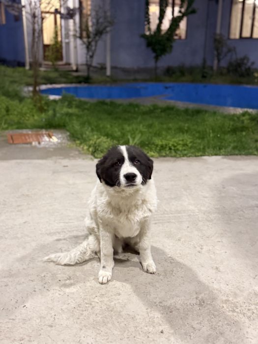 Преданный щенок ждёт своего хозяина! Заберите друга домой