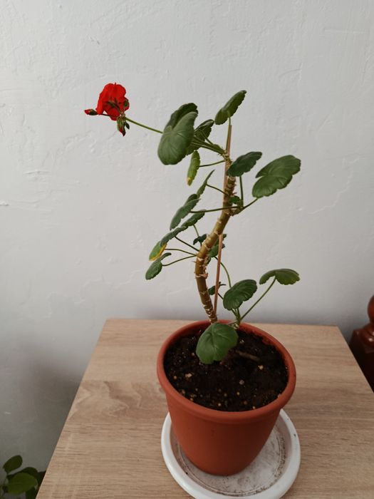 Комнатные растения. Бугенвиллия.Пеларгония.