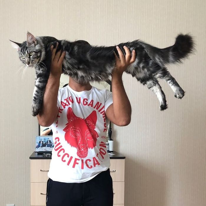 Котята мейнкун продаю