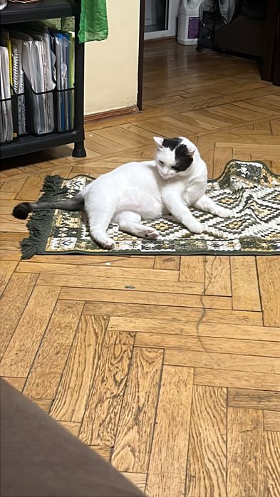 Dau spre adoptie motan