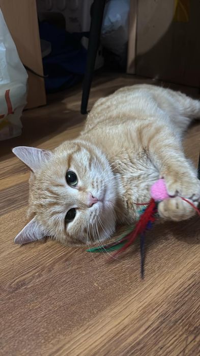 Отдам кота рыжего