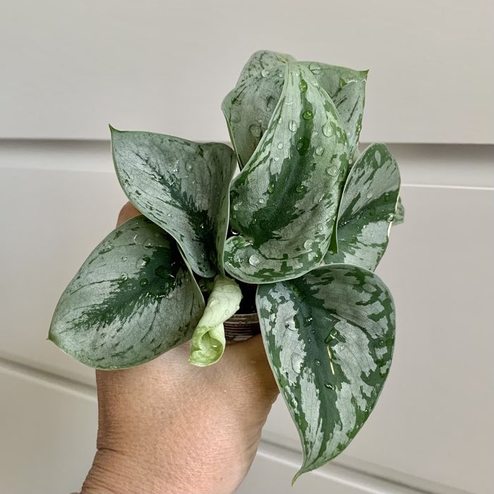 Эпипремнум! Сциндапсус! Комнатные цветы!