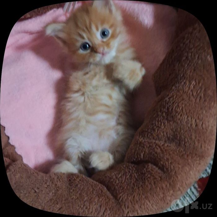 Котёнок даром в добрые руки