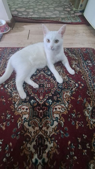 Кошка,Девочка,1,8месяц домашний