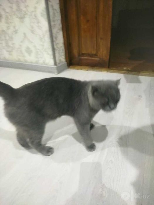 Scottish fold grey