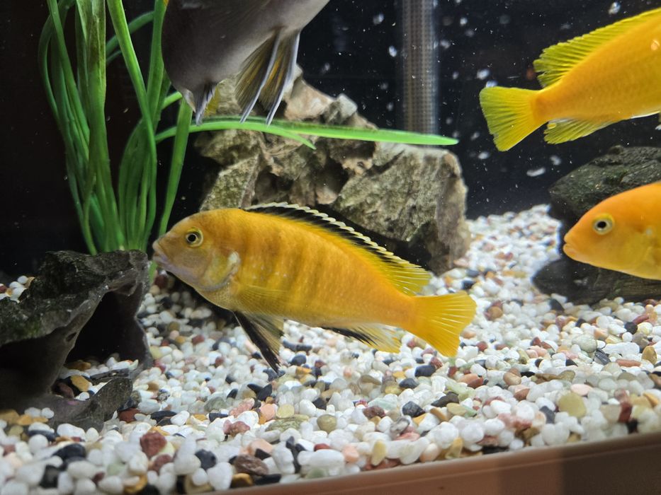 Африкански цихлиди