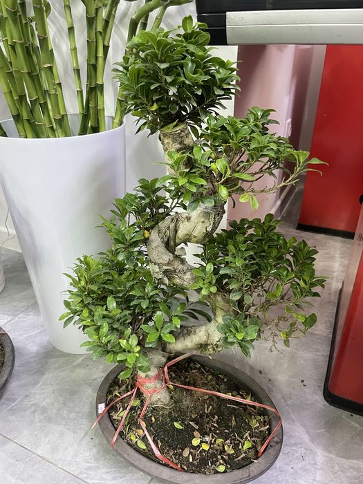 Комнатные растения