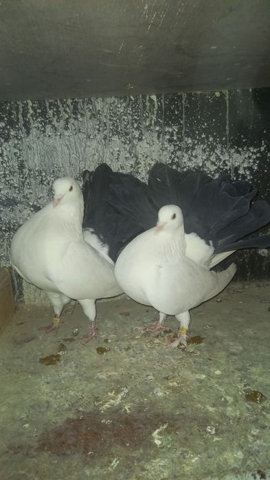 Голуби,кептер,павлины пара