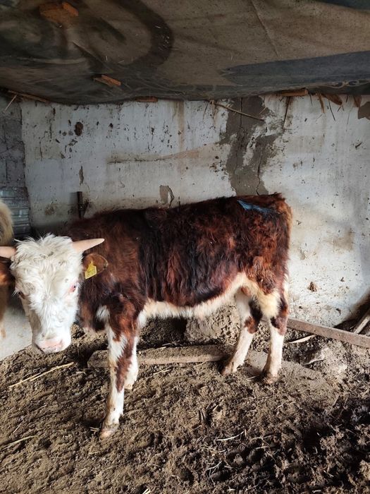 Продам бычков, породистых