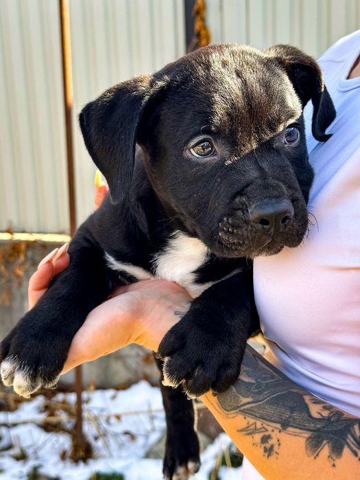 Американский стаффордширский терьер