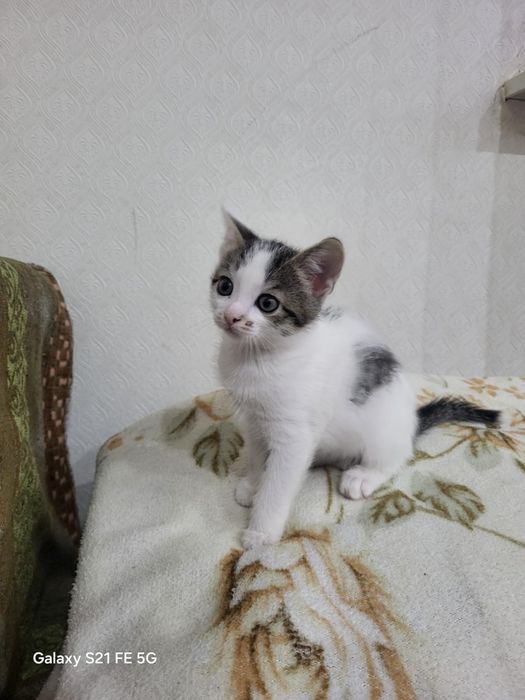 котята отдадим даром