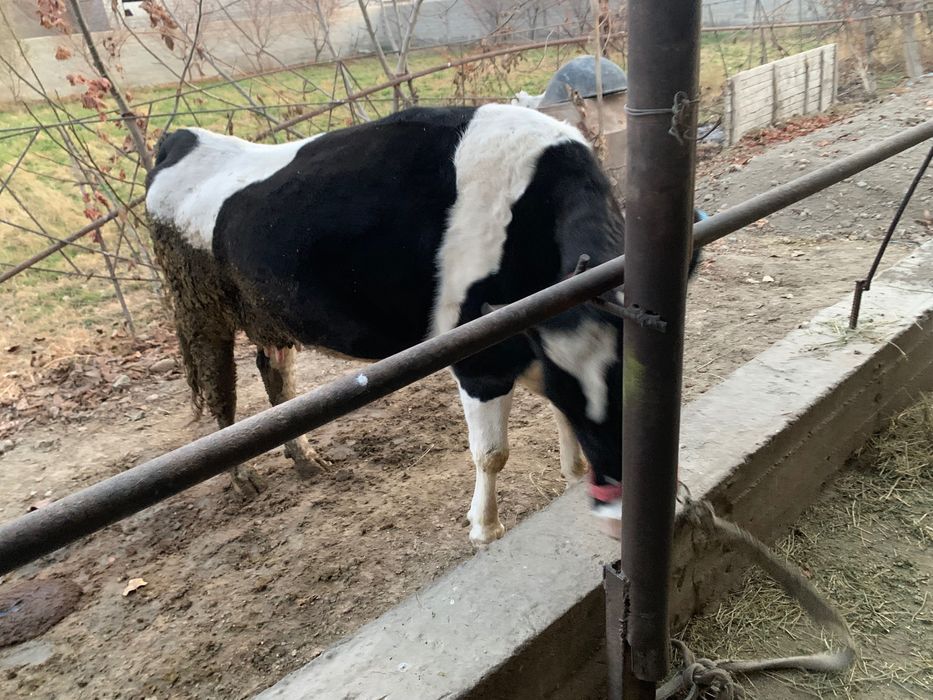 Сигир сотилади тел килинглар