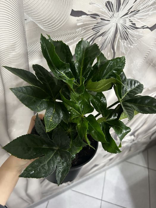 Комнотные цветы  8 марта