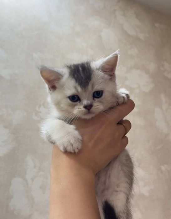 Шикарные котята ищут любящую семью